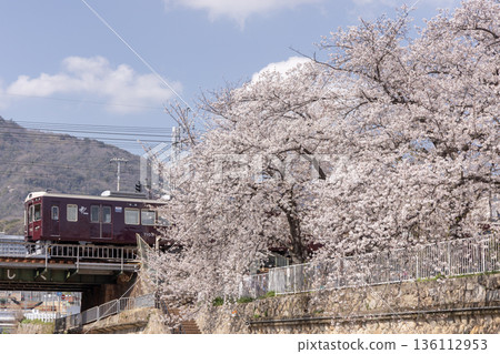 Cherry blossoms and Hankyu train at Togagawa Park in Kobe Cherry blossoms and Hankyu train at Togagawa Park in Kobe 136112953