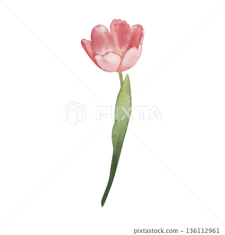Botanical watercolor illustration with pink tulip flower with green stem, isolated on white. Drawn by hand with watercolor paints. Perfect for spring decor, wedding design, invitations, prints, cards 136112961