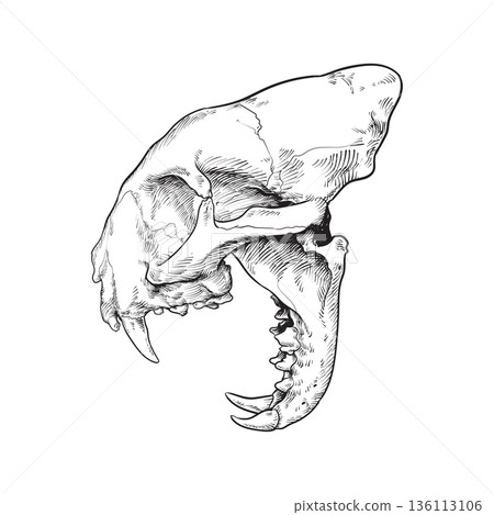 Cat skull Cat skull 136113106