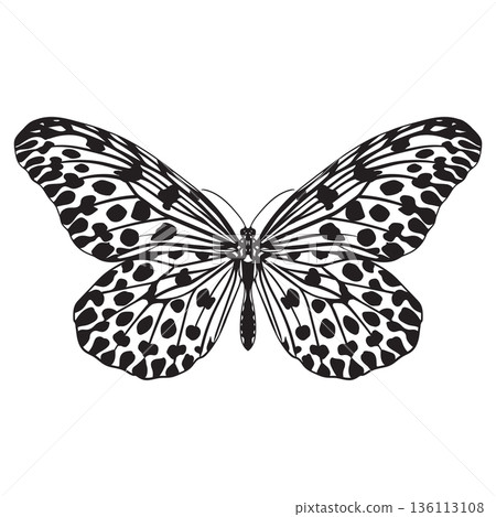 Butterfly Idea hypermnestra 136113108