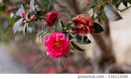 茶梅花特寫 136113206