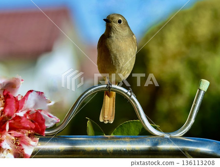 一隻知更鳥在花園的曬衣繩上玩耍。 136113208