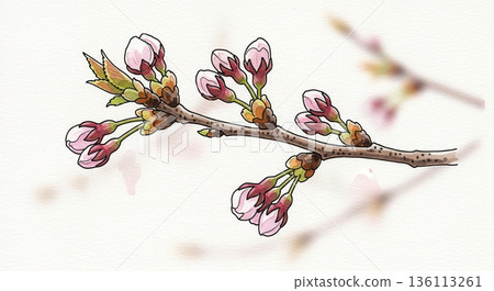 Branches lined with cherry blossom buds waiting for spring 136113261