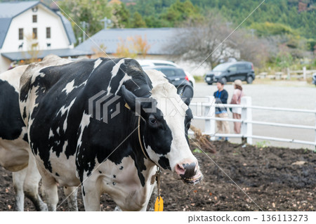 [母牛放牧] 136113273