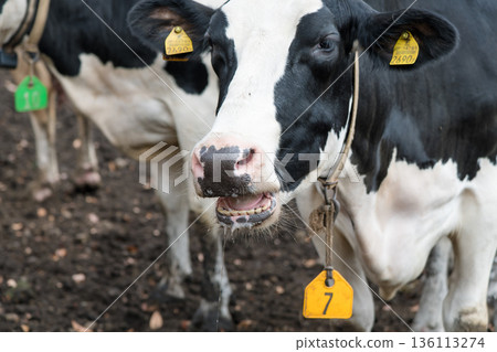 [Cow grazing] 136113274