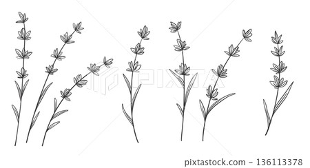 Lavender stems, hand drawn ink set 136113378