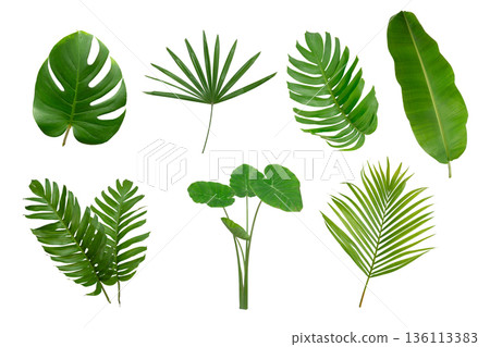 Banana, palm and momstera green leaf tropical plant isolated on white background. 136113383