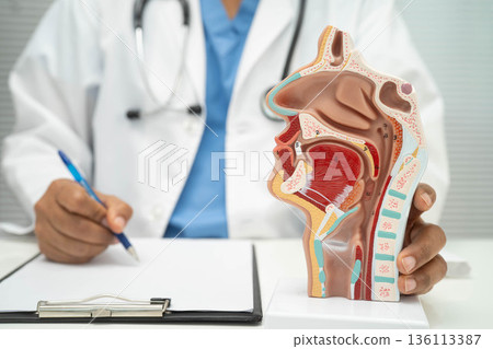 Asian doctor with nasal oral throat cavity neck human anatomy model for study diagnosis and treatment in hospital. 136113387