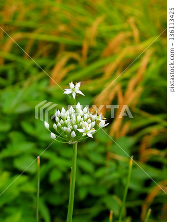 Before flowering, leek flowers and rice ears bloom on the ridges of a field in autumn 136113425