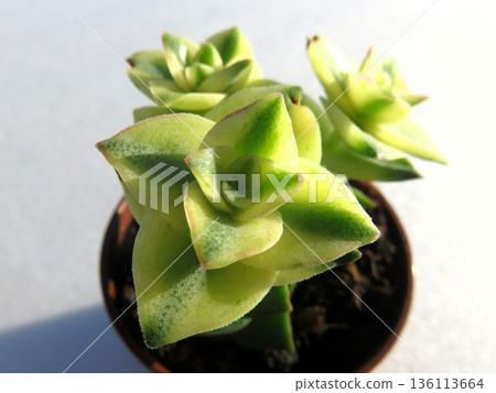 斑葉佩爾霍拉塔 136113664