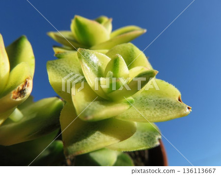 Perhorata variegata 136113667