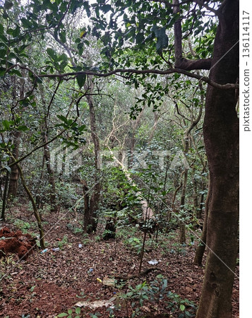 Natural forest floor with tall trees and thick foliage in Matheran, highlighting untouched greenery and rich biodiversity. Natural forest floor with tall trees and thick foliage in Matheran, highlighting untouched greenery and rich biodiversity. 136114117