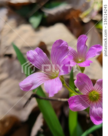 Vividly colored purple wood sorrel Vividly colored purple wood sorrel 136114245