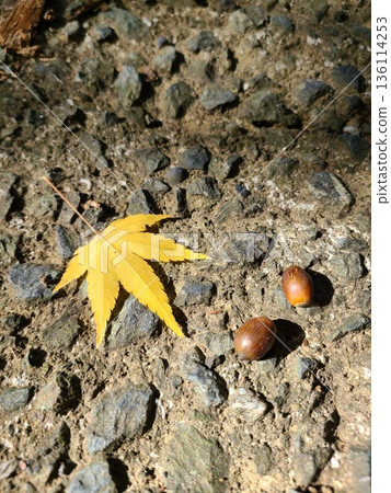 黃葉和橡子散落在鵝卵石地面上。 黃葉和橡子散落在鵝卵石地面上。 136114253