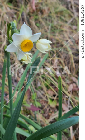 水仙花在寒冷的季節盛開 水仙花在寒冷的季節盛開 136114257