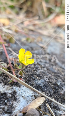 可愛的酢漿草在礫石和鵝卵石地面上盛開 可愛的酢漿草在礫石和鵝卵石地面上盛開 136114258