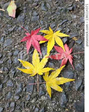 Three yellow leaves and two red leaves spread out on the stone pavement Three yellow leaves and two red leaves spread out on the stone pavement 136114371