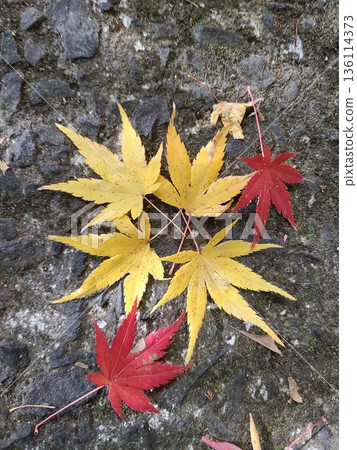 四片黃葉和兩片紅葉散落在石板路上。 四片黃葉和兩片紅葉散落在石板路上。 136114373
