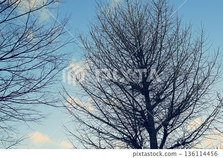 枯樹和藍天 136114456