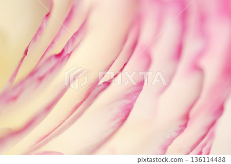 Pink and white petals overlapping like waves 136114488