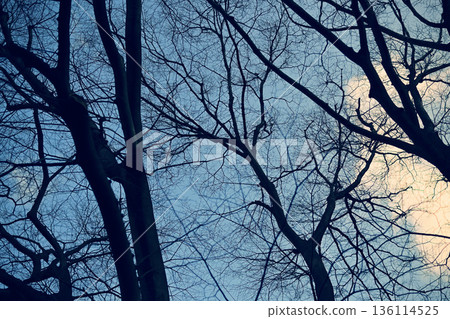 冬日枯樹與藍天 136114525
