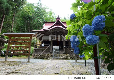 山形市出鹽文字堂盛開的繡球花 山形市出鹽文字堂盛開的繡球花 136114627