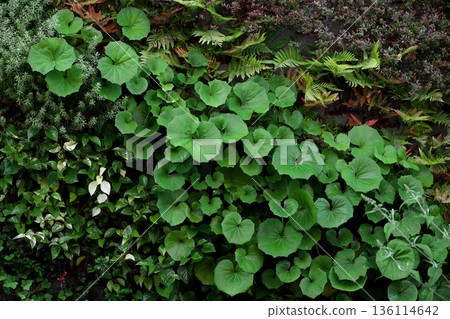 背景素材照片，植物牆的特寫。 136114642