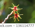Witch hazel flower 136114777