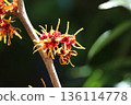 Witch hazel flower 136114778