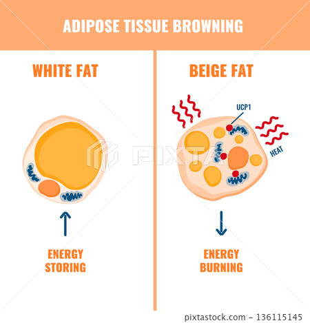 Adipose tissue browning process showing white, brown and beige fat cells involved in thermogenesis, lipolysis and energy storage. Adipose tissue browning process showing white, brown and beige fat cells involved in thermogenesis, lipolysis and energy storage. 136115145