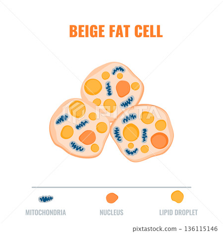 Adipose tissue showing beige fat cell. Fat structure diagram for obesity, diabetes and metabolism research. Vector illustration. Adipose tissue showing beige fat cell. Fat structure diagram for obesity, diabetes and metabolism research. Vector illustration. 136115146