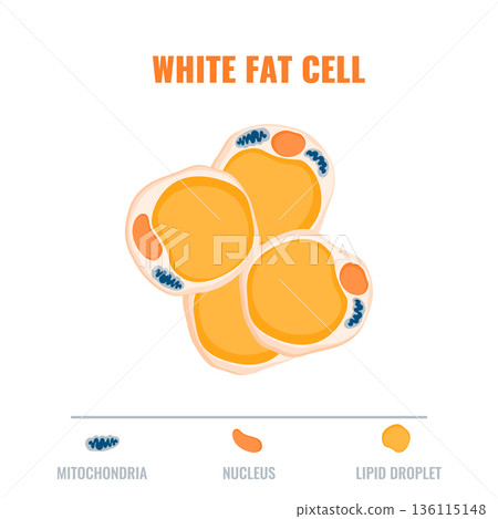 Adipose tissue showing white fat cell. Fat structure diagram for obesity, diabetes and metabolism research. Adipose tissue showing white fat cell. Fat structure diagram for obesity, diabetes and metabolism research. 136115148