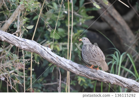 Natal partridge Natal partridge 136115292
