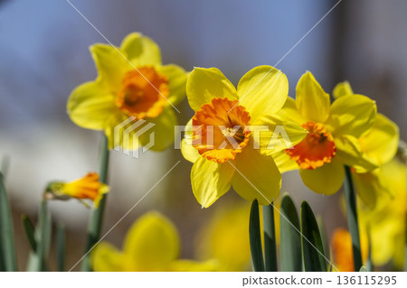 Narcissus Narcissus 136115295