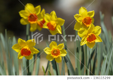 Narcissus Narcissus 136115299
