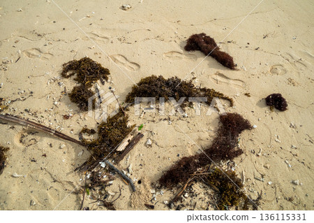 seaweed, beach, beaches 136115331