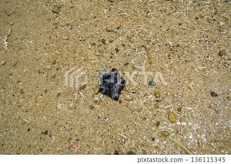 starfish, starfishes, star fish 136115345