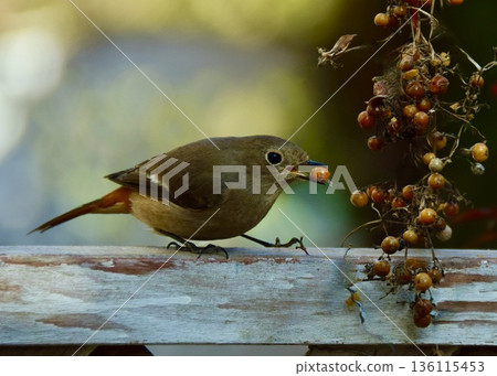 一隻知更鳥正在吃它在樹籬裡找到的一株金銀花。 一隻知更鳥正在吃它在樹籬裡找到的一株金銀花。 136115453