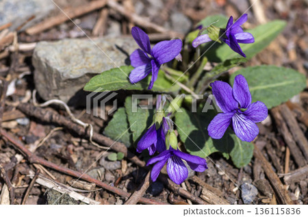 Violet Violet 136115836