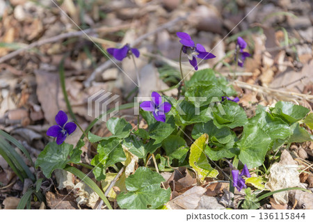 Violet Violet 136115844