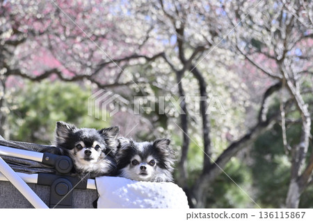 A stroll through a plum grove in full bloom in a pet cart - Chihuahua - Spring material A stroll through a plum grove in full bloom in a pet cart - Chihuahua - Spring material 136115867