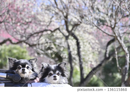 A stroll through a plum grove in full bloom in a pet cart - Chihuahua - Spring material A stroll through a plum grove in full bloom in a pet cart - Chihuahua - Spring material 136115868