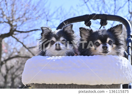 A stroll through a plum grove in full bloom in a pet cart - Chihuahua - Spring material A stroll through a plum grove in full bloom in a pet cart - Chihuahua - Spring material 136115875