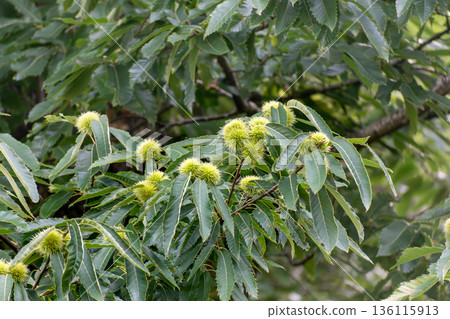 Grand common chestnut tree with a massive trunk and fruit, Castanea sativa Grand common chestnut tree with a massive trunk and fruit, Castanea sativa 136115913