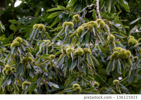 Grand common chestnut tree with a massive trunk and fruit, Castanea sativa Grand common chestnut tree with a massive trunk and fruit, Castanea sativa 136115915