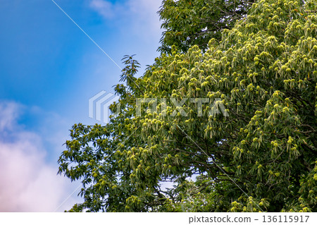 Grand common chestnut tree with a massive trunk and fruit, Castanea sativa 136115917