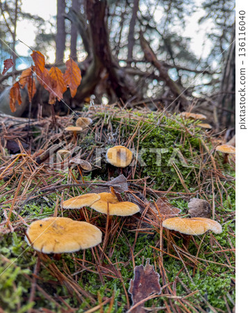 Rijkevorsel, Antwerpse Kempen, Belgium, Fungi sprout among moss and pine needles in woodland setting 136116040