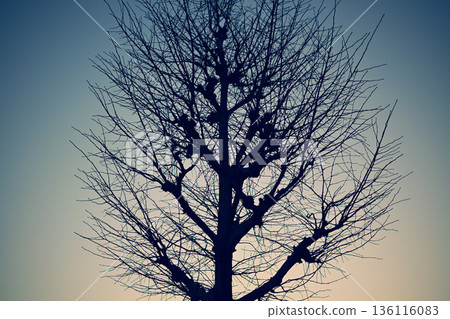 Silhouette of a dead tree in winter 136116083
