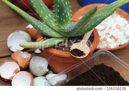 Coffee grounds and crushed eggshells for  better growing of plants and flowers. 136116226