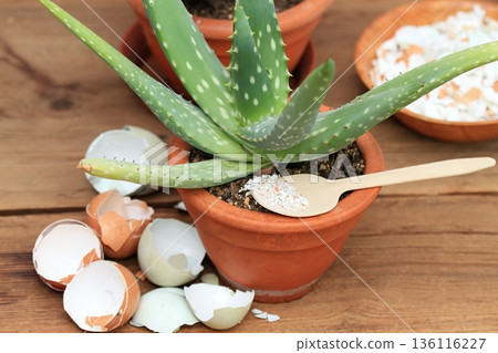 Crushed eggshells for better growing of plants and flowers. Crushed eggshells for better growing of plants and flowers. 136116227